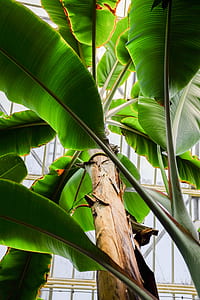 green banana fruit tree low-angle photography thumbnail