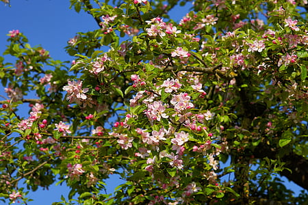 photo of pink flower tree thumbnail
