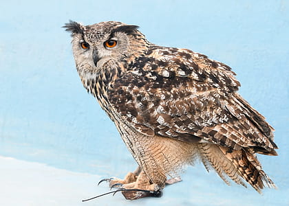 closeup photo of brown owl thumbnail