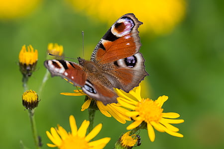 macro photography of peacock butterfly on yellow flower thumbnail