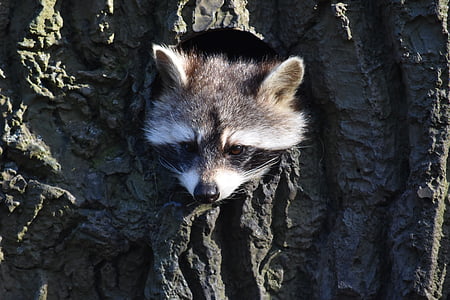 raccoon hiding in trree thumbnail
