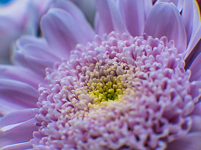 purple Gerbera daisy flower in closeup photo thumbnail