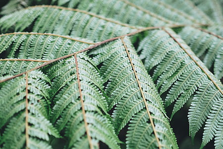 green leafed plant thumbnail