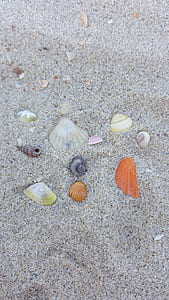 assorted-color seashells on sands thumbnail