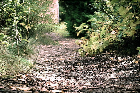 selective focus photography of desired pathway thumbnail