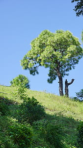 wood, landscape, nature, field thumbnail