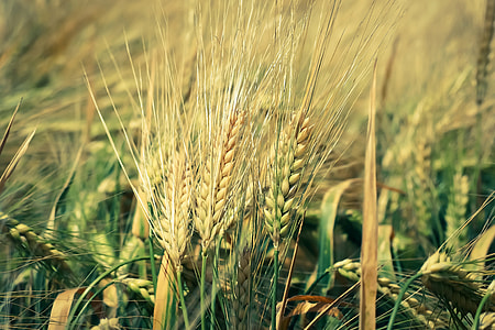 wheat plant thumbnail