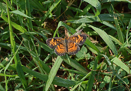 Silvery Checkerspot Butterfly, Butterfly thumbnail