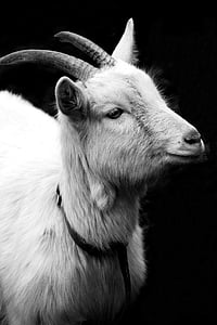 grayscale photo of goat thumbnail