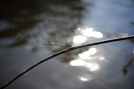 Blue Dragonfly Perch on Tree Branch thumbnail