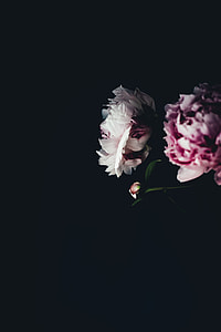 pink and white flowers photography thumbnail