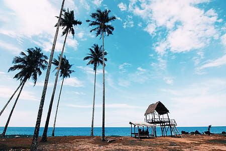 Brown Life Guard Shed Near Palm Trees thumbnail