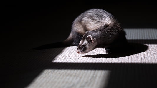 black and brown four legged animal thumbnail