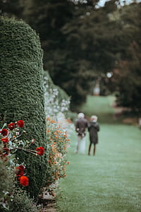 selective focus photo of red flowers thumbnail