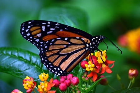 monarch butterfly on yellow and red flower thumbnail