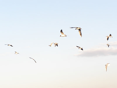 flock of birds flying in sky during daytime thumbnail