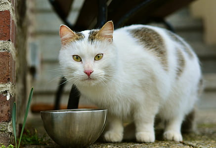 cat standing near bowl thumbnail