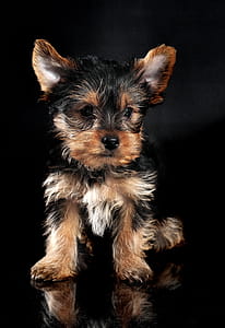 Yorkshire Terrier Puppy thumbnail
