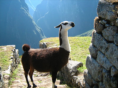 black and white llama standing near rock thumbnail