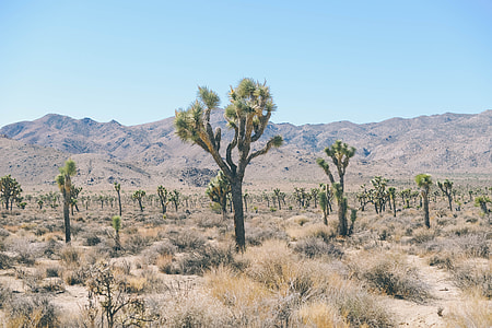 landscape photo of trees thumbnail
