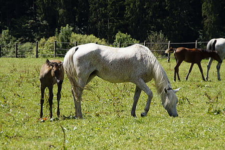 brown pony beside white horse on grass field thumbnail
