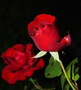 closeup photo of red rose flower thumbnail