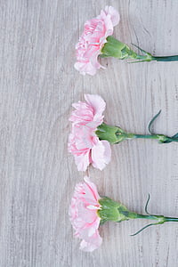 three pink roses thumbnail