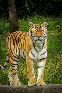 brown and black tiger photo during daytime thumbnail