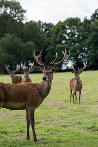 herd of deer of green grass field during daytime thumbnail