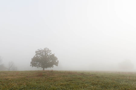 fog covered field with tree thumbnail