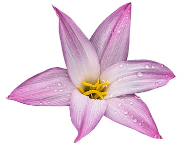 closeup photography of pink lily with dewdrops thumbnail