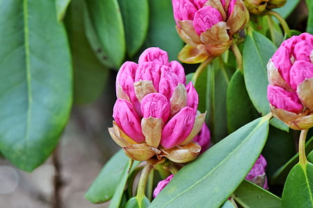 pink petaled flowers thumbnail