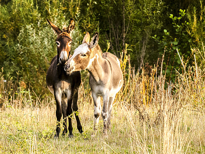 black and gray donkeys on green grass lawn thumbnail