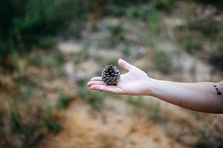 selective focus photography of person holding pine cone thumbnail