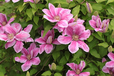 pink petaled flowers at daytime thumbnail
