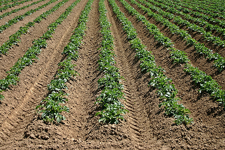 field of green plants during daytime thumbnail