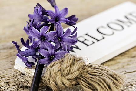 purple petaled flowers on top of white welcome signage thumbnail