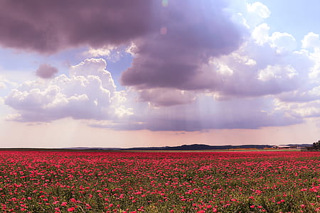 red petaled flower field under grey clouds at daytime thumbnail