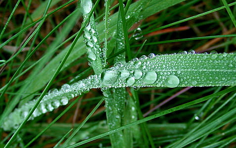 Water Droplets on Green Leaf thumbnail