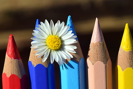 white daisy on blue color pens thumbnail