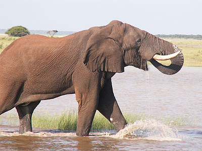 brown elephant walking on lake thumbnail