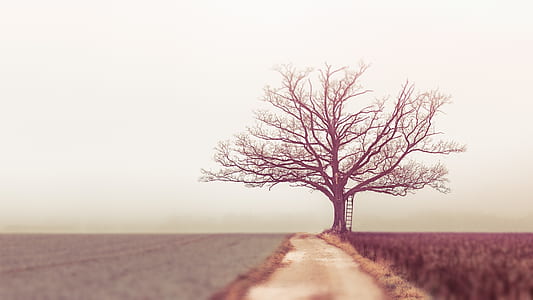 withered tree beside empty road at daytime thumbnail