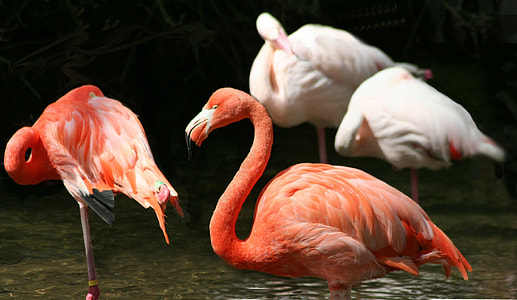 four flamingos on body of water thumbnail