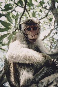 white and gray monkey sitting on tree branch thumbnail