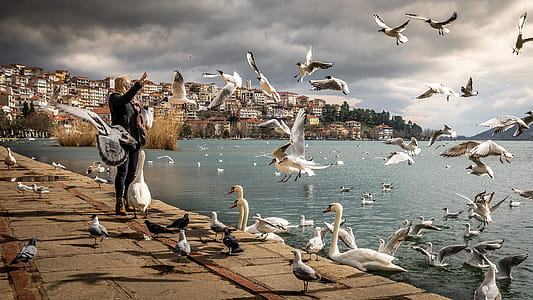 Woman Wearing Black Jacket Standing Near Ocean With Swan and Birds thumbnail