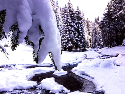 Snow Covering Trees thumbnail