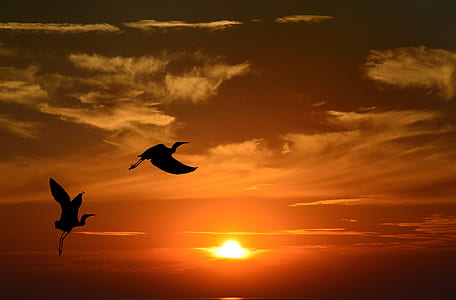 silhouette photography of two flying storks thumbnail