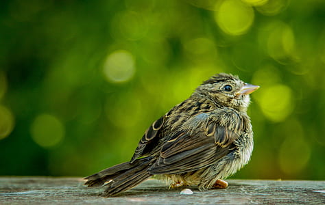 brown bird resting on floor thumbnail
