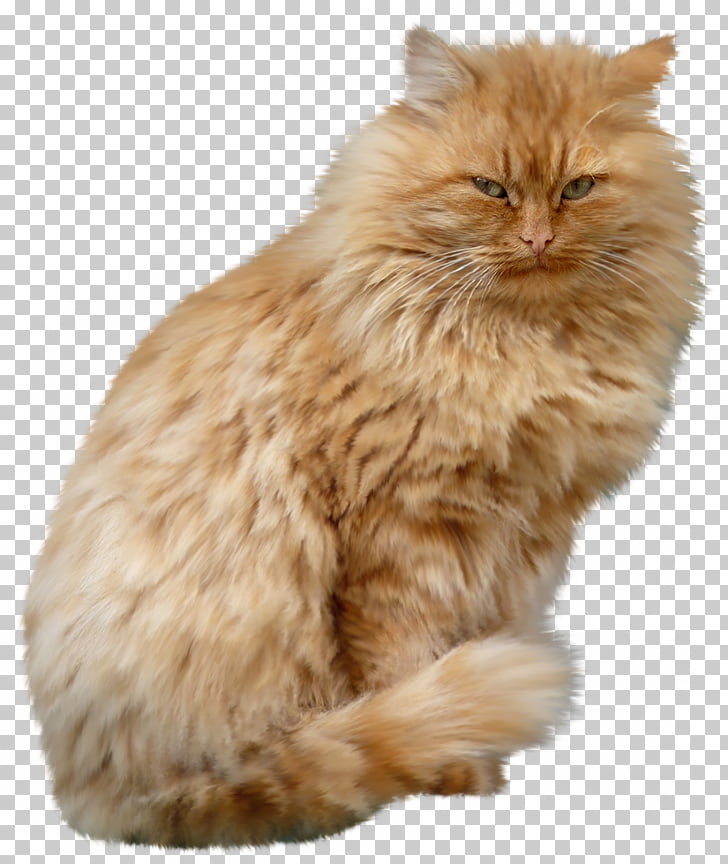 195 Kurilian Bobtail Png Cliparts For Free Download Uihere