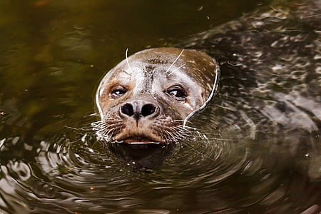 sealion on body of water thumbnail